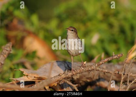 La Paruline de Cetti sur une branche. Cettia cetti Banque D'Images