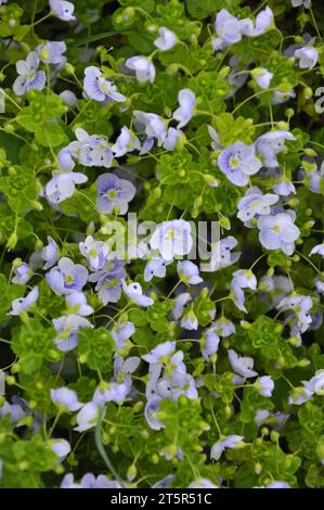 Au printemps, Veronica filiformis fleurit dans la nature Banque D'Images