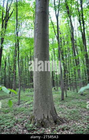 Des hêtres communs précieux (Fagus sylvatica) poussent dans la forêt Banque D'Images