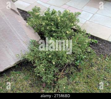 Genévrier horizontal (Juniperus horizontalis) est souvent utilisé dans la conception de paysage Banque D'Images