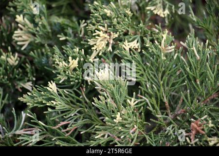 Genévrier horizontal (Juniperus horizontalis) est souvent utilisé dans la conception de paysage Banque D'Images
