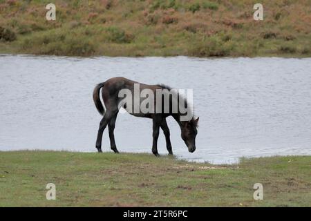 Un poney gris foncé de New Forest marchant devant Hatchet Pond avec de la bruyère en arrière-plan Banque D'Images