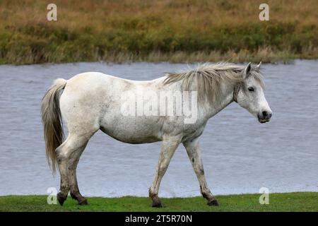 Un poney blanc de New Forest marchant devant Hatchet Pond avec de la bruyère en arrière-plan Banque D'Images