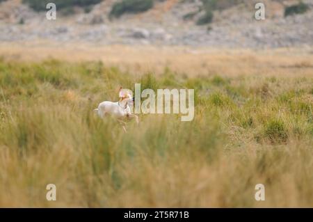 Le chien court dans la chasse. Le chien est à la recherche de sa proie. Banque D'Images