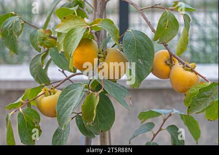 Fruits frais mûrs accrochés sur des branches dans le jardin de plantes de kaki. Belles variétés croustillantes juteuses douces dures croustillantes d'arbres kaki avec ju Banque D'Images