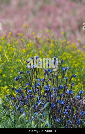 Anchusa azurea - plante sauvage au printemps. Banque D'Images