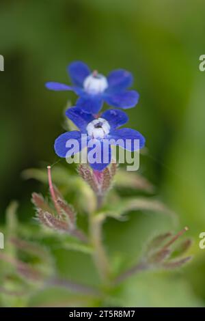 Anchusa azurea - plante sauvage au printemps. Banque D'Images