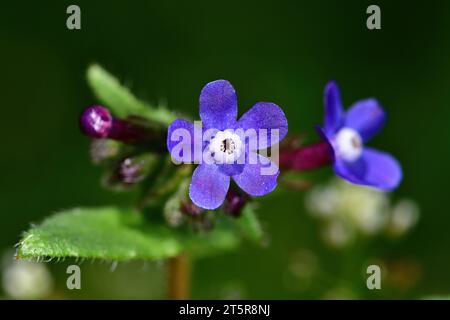 Anchusa azurea - plante sauvage au printemps. Banque D'Images