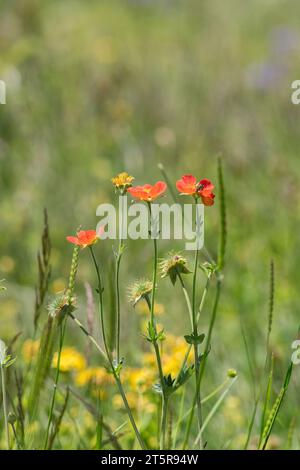 Geum coccineum - plante sauvage tirée au printemps. Banque D'Images