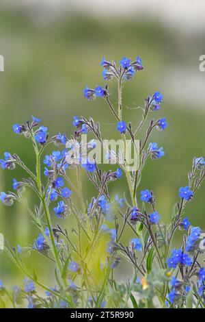 Anchusa azurea - plante sauvage au printemps. Banque D'Images