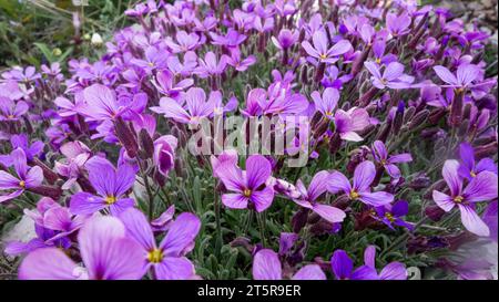 Floraison Aubrieta hybrida. Un groupe de petites fleurs violettes Aubrieta hybrida. Cruciferae. Bleu cascade. Aubrieta Royal Violet Banque D'Images