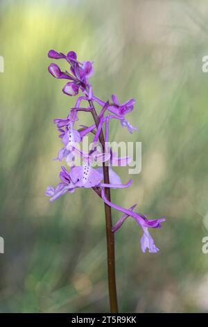 Les fleurs d'Orchis anatolica se rapprochent en Turquie. Banque D'Images