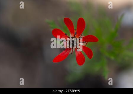 Adonis flammea, Ranunculaceae. Plante sauvage au printemps. Banque D'Images