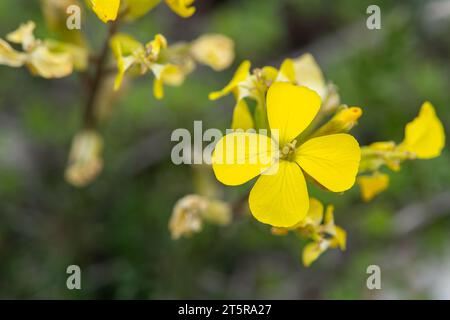 Fleurs jaunes lumineuses d'Erysimum cheiri Banque D'Images