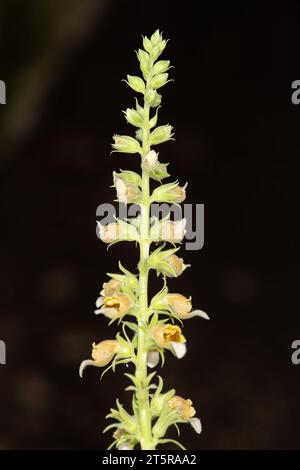 Gros plan de Digitalis lanata plante de fleur de foxglove laineuse sur fond naturel. Banque D'Images