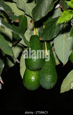 Fruit d'avocat vert accroché à l'arbre. Banque D'Images