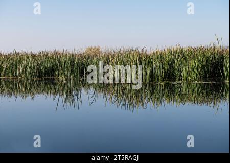 Plantes de roseau dans la zone humide et leur reflet dans l'eau. Banque D'Images