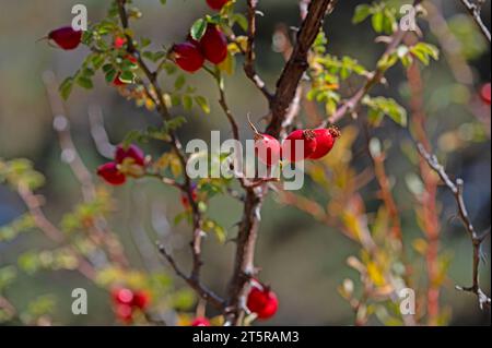 Branches de hanches roses rouges mûres dans la forêt en automne. Banque D'Images