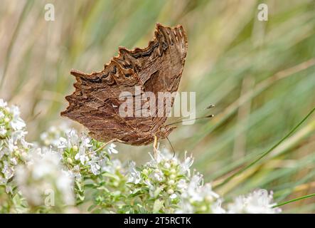 Une image macro du papillon de virgule du Sud prise en Turquie. Banque D'Images