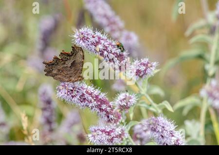 Une image macro du papillon de virgule du Sud prise en Turquie. Banque D'Images