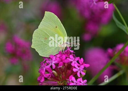 Brimstone commune (Gonepteryx rhamni) recherche de papillons sur des fleurs de Silene compata Banque D'Images
