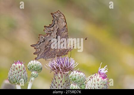 Une image macro du papillon de virgule du Sud prise en Turquie. Banque D'Images