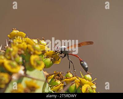 Espèce africaine de guêpe de potier rouge / grise / brune avec taille étroite typique se nourrissant de fruits de fleurs jaunes surdéveloppées sur arbuste tropical Banque D'Images