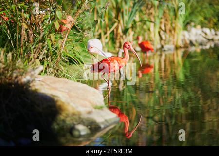 Beaucoup de bouquetins écarlates roses dans le parc zoologique à Paris, France Banque D'Images