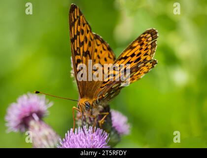 Gros plan d'un papillon de la Grande Fritillière (Speyeria cybele) pollinisant un chardon à taureau (Cirsium vulgare) dans le nord du Minnesota, États-Unis Banque D'Images