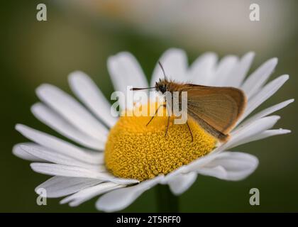 Gros plan ou macro d'un petit papillon pollinisant une fleur sauvage d'aster blanc (Symphyotrichum ericoides) dans la forêt nationale de Chippewa, nord du Minnesota, États-Unis Banque D'Images