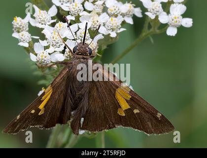 Gros plan ou macro d'un papillon mouchetier à pois argentés (Hesperia comma) se nourrissant de fleurs sauvages blanches dans la forêt nationale de Chippewa, dans le nord du Minnesota Banque D'Images