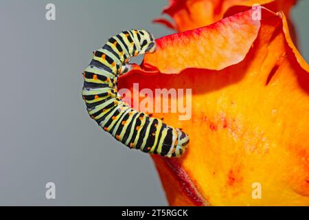 chenille (Papilio machaon ssp melitensis), 6 jours après l'éclosion, de longueur d'environ 20 mm. Banque D'Images