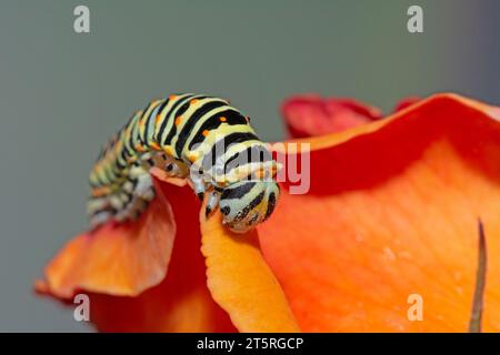 chenille (Papilio machaon ssp melitensis), 6 jours après l'éclosion, de longueur d'environ 20 mm. Banque D'Images