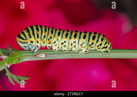 chenille (Papilio machaon ssp melitensis), 6 jours après l'éclosion, de longueur d'environ 20 mm. Banque D'Images