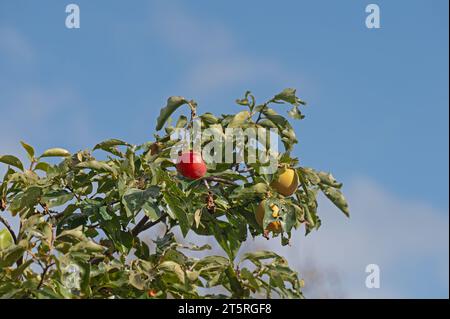 Fruits frais mûrs accrochés sur des branches dans le jardin de plantes de kaki. Belles variétés croustillantes juteuses douces dures croustillantes d'arbres kaki avec ju Banque D'Images