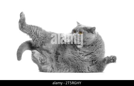 Gros chat britannique pose drôle sur un fond blanc. Obésité des chats, un chat en surpoids se trouve sur le côté et essaie de se lever. Banque D'Images