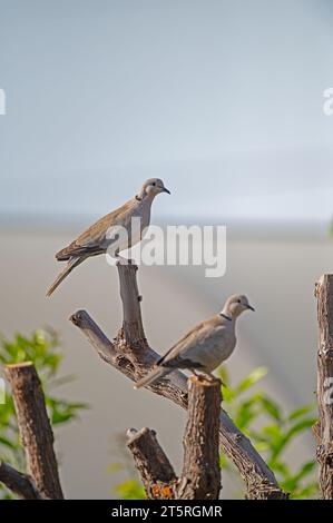 Colombe à col eurasien (Streptopelia decaocto) sur branches sèches. Banque D'Images