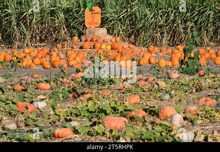 COSTA MESA, CALIFORNIE - 1 NOVEMBRE 2023 : panneau pile de citrouilles à Tanaka Farms Hana Field sur Sunflower Avenue. Banque D'Images