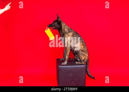 Chien berger hollandais jouant avec un rouleau de peinture dans la salle rouge. Concept de rénovation Banque D'Images