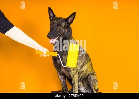 Chien berger hollandais jouant avec un rouleau de peinture dans la salle rouge. Concept de rénovation Banque D'Images