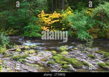 Les couleurs automnales s'envolent le long de la rivière South Santiam à travers les Cascade Mountains du centre de l'Oregon. Banque D'Images