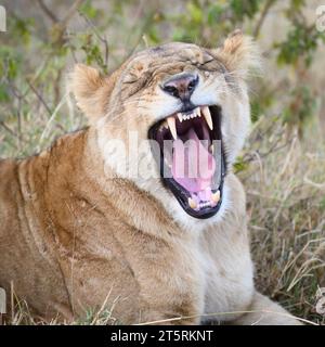 Lionne dans le cratère du Ngorongoro, couchée grognant sur le véhicule Banque D'Images