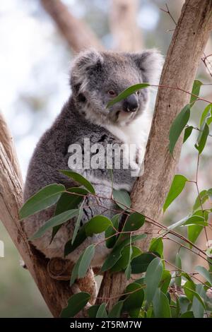 Le Koala a une grande tête ronde, de grandes oreilles de fourrure et un gros nez noir. Leur fourrure est habituellement de couleur gris-brun avec la fourrure blanche sur la poitrine, les bras intérieurs, Banque D'Images