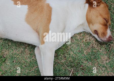 Portrait d'un chien de race mixte avec un pelage tacheté dans les tons de blanc, brun clair et beige, reposant paisiblement tout en dormant sur un vert. Banque D'Images