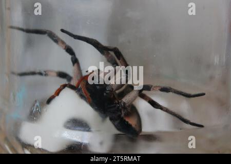 Phoneutria nigriventer araignée, connue sous le nom d'araignée armée, araignée singe, ou araignée banane, capturée et stockée dans un récipient en verre. Banque D'Images