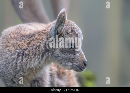 Jeune alpin Ibex (Capra ibex) Banque D'Images