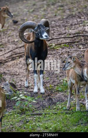 Mouflon mâle (Ovis gmelini) Banque D'Images