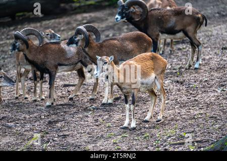 Troupeau de mouflon (Ovis gmelini) Banque D'Images