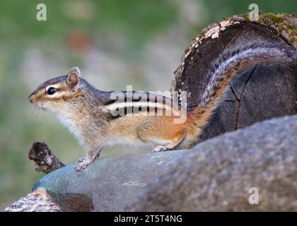 Gros plan mignon d'un Chipmunk (Tamias) posant pour la photo tout en étant assis sur un grand rocher dans la forêt nationale de Chippewa, nord du Minnesota USA Banque D'Images