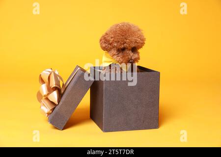 Mignon chien Maltipoo avec noeud papillon jaune dans une boîte cadeau sur fond orange Banque D'Images